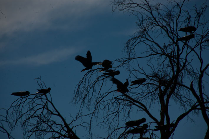 Anzeige Vollbild